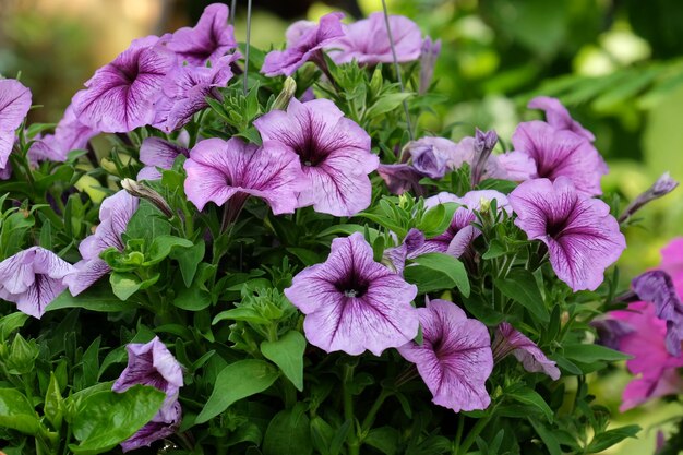 Foto primer plano de las plantas con flores rosas