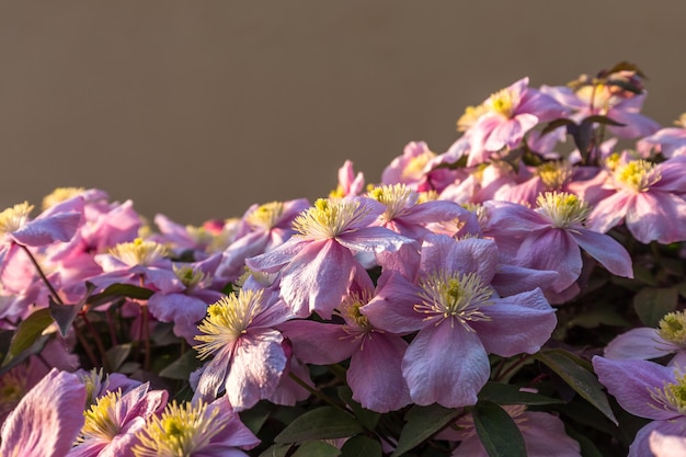 Foto primer plano de las plantas con flores rosas