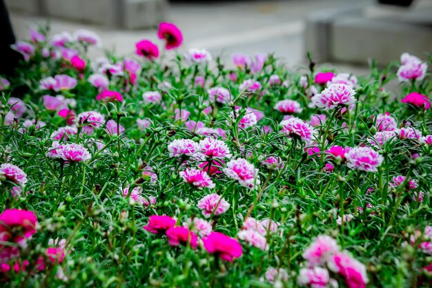 Primer plano de las plantas con flores rosas