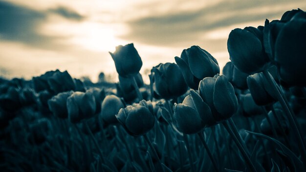 Foto primer plano de plantas con flores en tierra contra el cielo