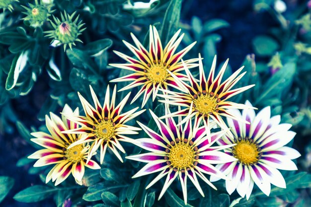 Foto primer plano de las plantas con flores