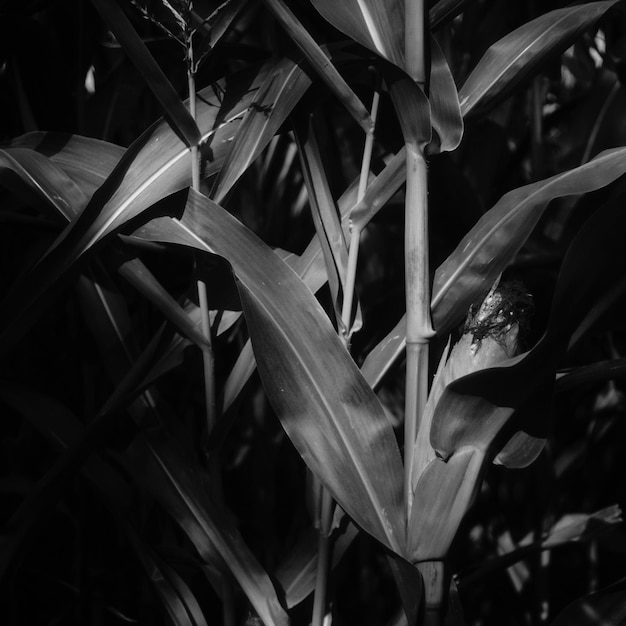 Foto primer plano de las plantas con flores