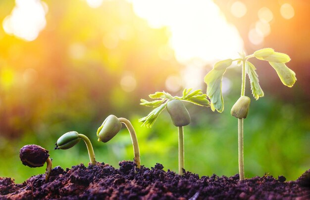 Foto primer plano de las plantas con flores