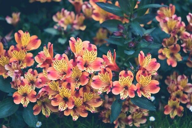 Primer plano de las plantas con flores