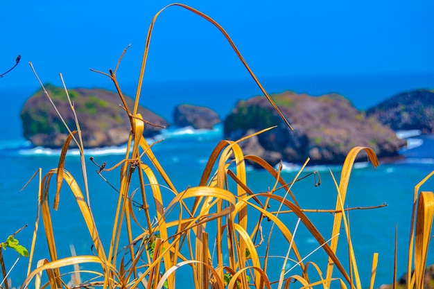 Foto primer plano de las plantas frente al mar