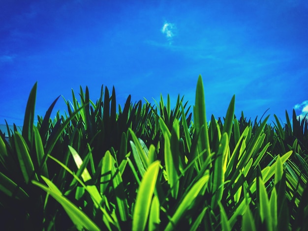 Foto primer plano de plantas frescas en el campo contra el cielo azul