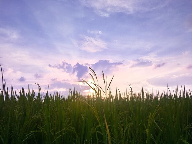 Foto primer plano de plantas frescas en el campo contra el cielo