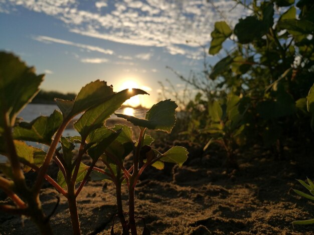 Foto primer plano de plantas frescas contra el cielo