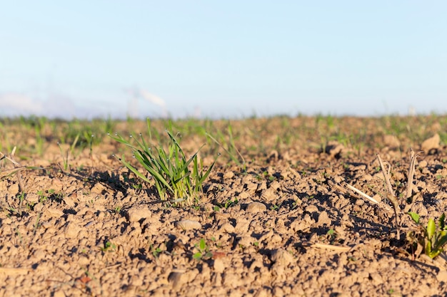 Primer plano de las plantas de hierba joven