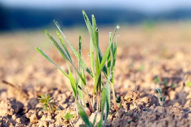 Primer plano de las plantas de hierba joven