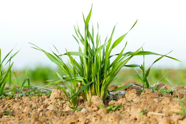 Primer plano de las plantas de hierba joven