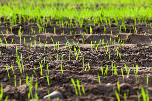 Primer plano de las plantas de hierba joven