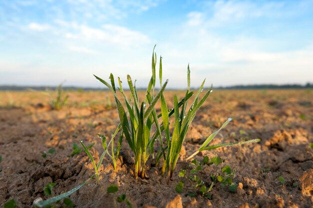 Primer plano de las plantas de hierba joven