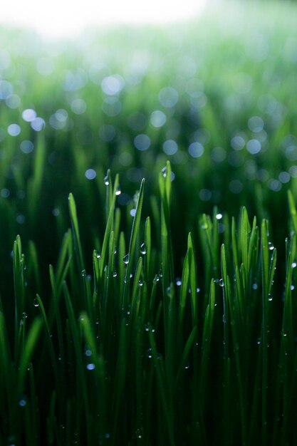 Foto primer plano de plantas húmedas que crecen al aire libre