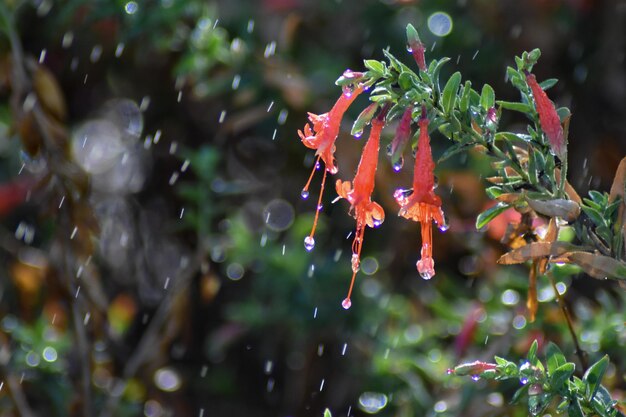 Foto primer plano de las plantas húmedas durante la temporada de lluvias