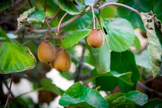 Primer plano de plantas de kiwi colgando de las ramas de los árboles