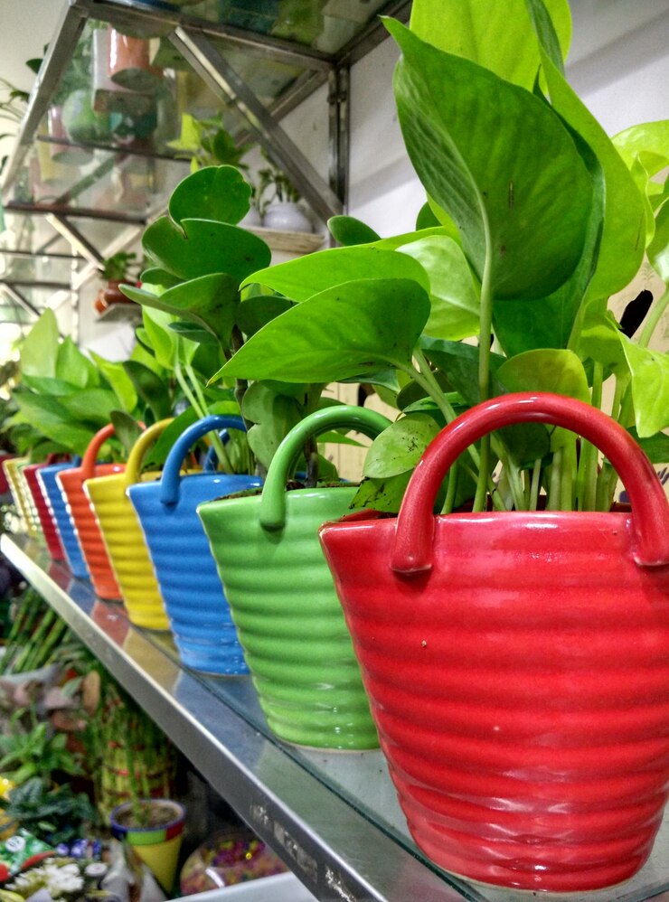 Foto primer plano de plantas en maceta en invernadero