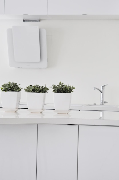 Foto primer plano de plantas en maceta en la mesa de la cocina