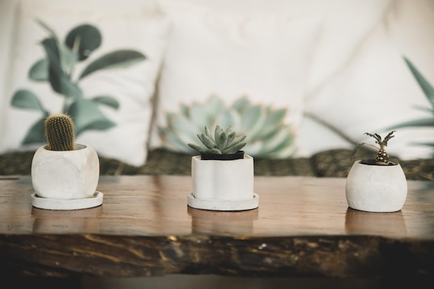 Primer plano de plantas en maceta en una mesa de madera en casa