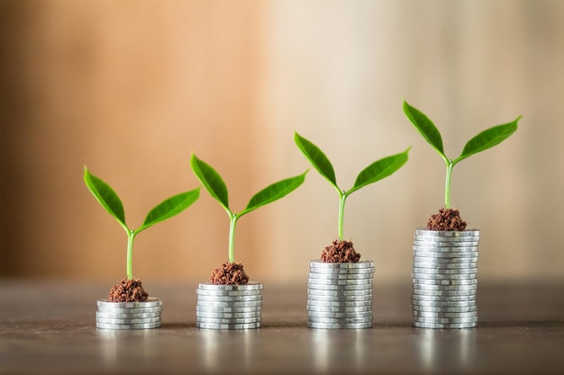 Foto primer plano de las plantas en maceta en la mesa