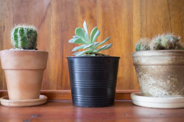 Primer plano de las plantas en maceta en la mesa