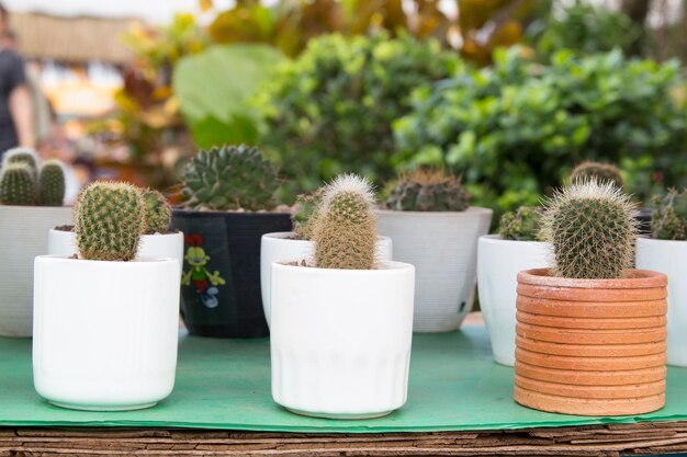 Foto primer plano de las plantas en maceta en la mesa