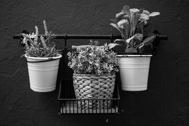 Foto primer plano de las plantas en maceta en la mesa