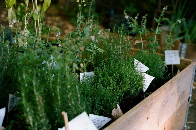 Foto primer plano de las plantas en maceta en el patio