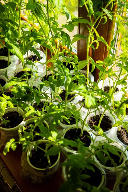 Foto primer plano de las plantas en maceta en el patio