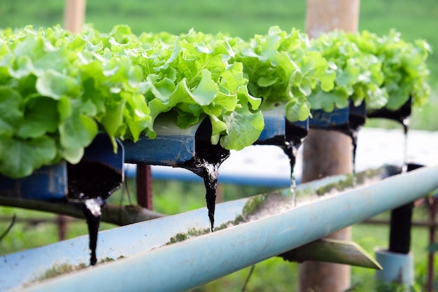 Primer plano de las plantas en maceta