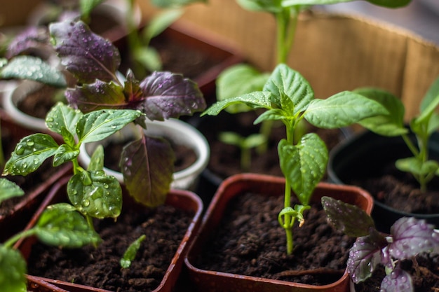 Un primer plano de plantas en macetas con la palabra albahaca