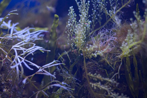 Primer plano de las plantas por mar