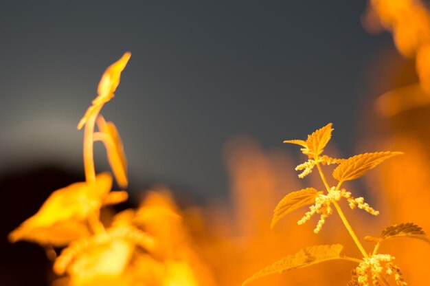 Foto primer plano de las plantas por la noche