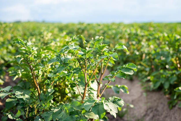 Primer plano de las plantas de patata en el campo agrícola