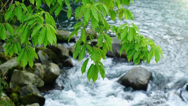 Foto primer plano de las plantas que crecen en el agua