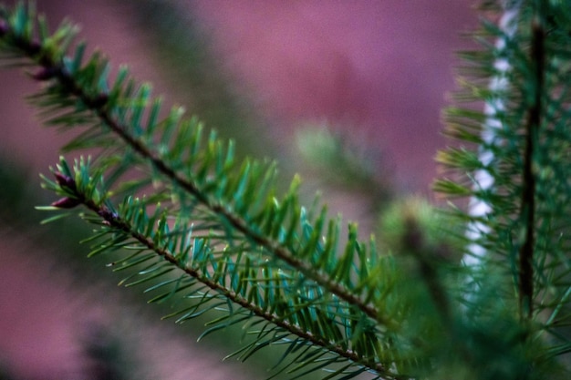 Primer plano de las plantas que crecen al aire libre