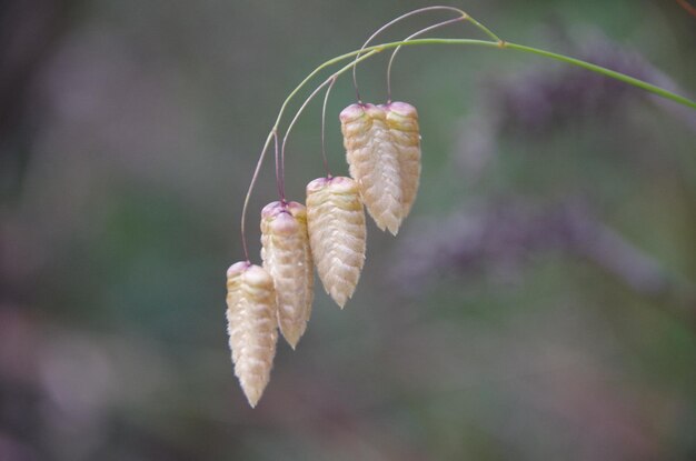 Primer plano de las plantas que crecen al aire libre