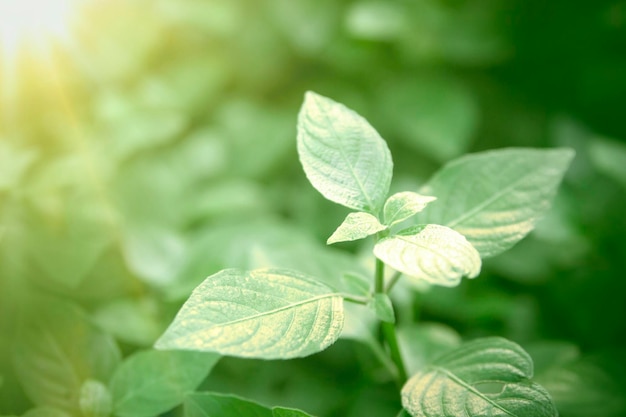 Primer plano de las plantas que crecen al aire libre