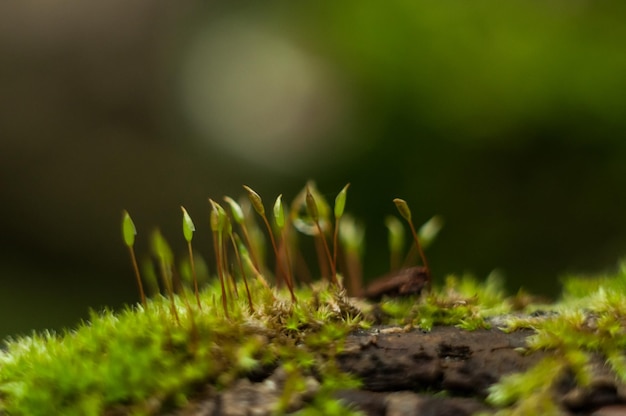 Foto primer plano de las plantas que crecen al aire libre