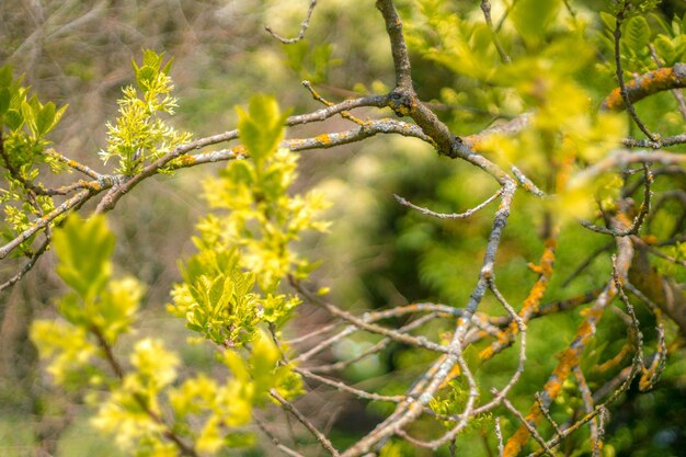 Foto primer plano de plantas que crecen en árboles