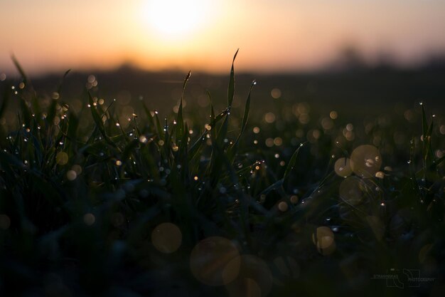 Foto primer plano de las plantas que crecen en el campo contra el cielo durante la puesta de sol