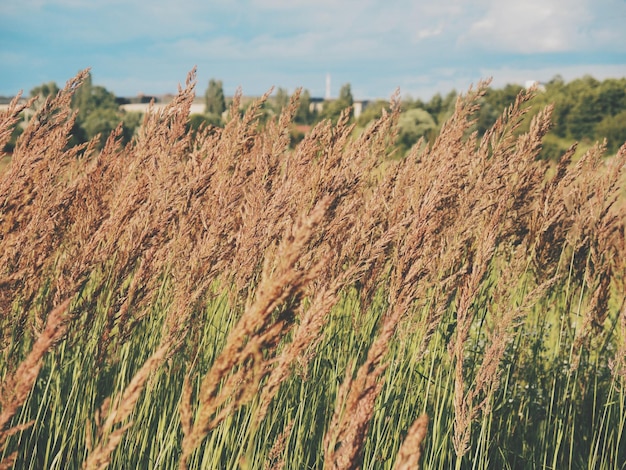 Primer plano de las plantas que crecen en el campo contra el cielo