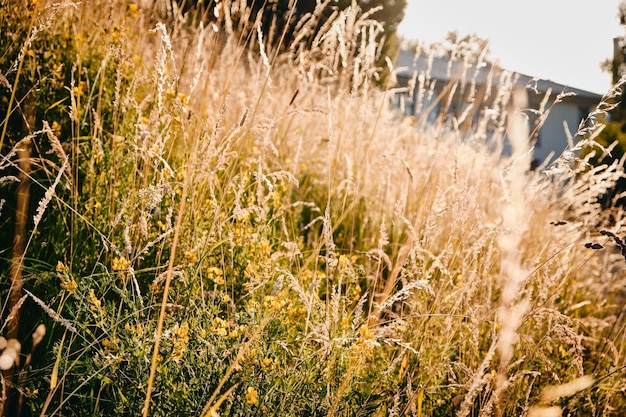 Foto primer plano de las plantas que crecen en el campo contra el cielo