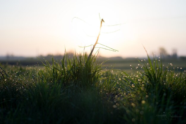 Foto primer plano de las plantas que crecen en el campo contra el cielo