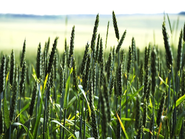 Primer plano de las plantas que crecen en el campo
