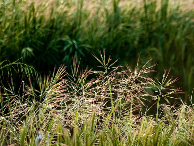 Foto primer plano de las plantas que crecen en el campo