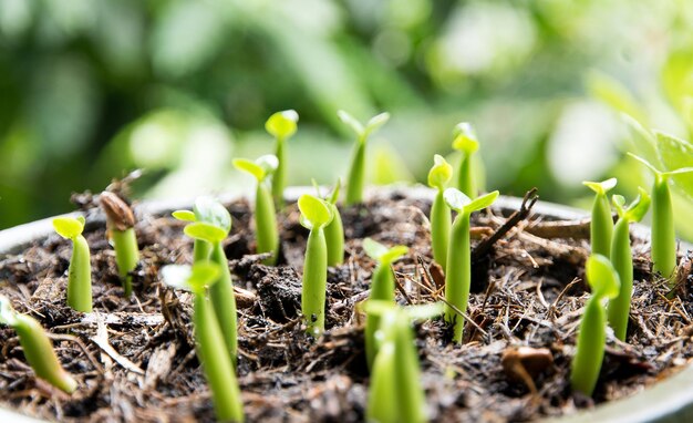 Foto primer plano de las plantas que crecen en el campo