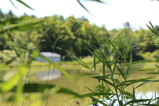 Foto primer plano de las plantas que crecen en el campo