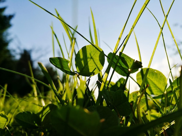 Primer plano de las plantas que crecen en el campo