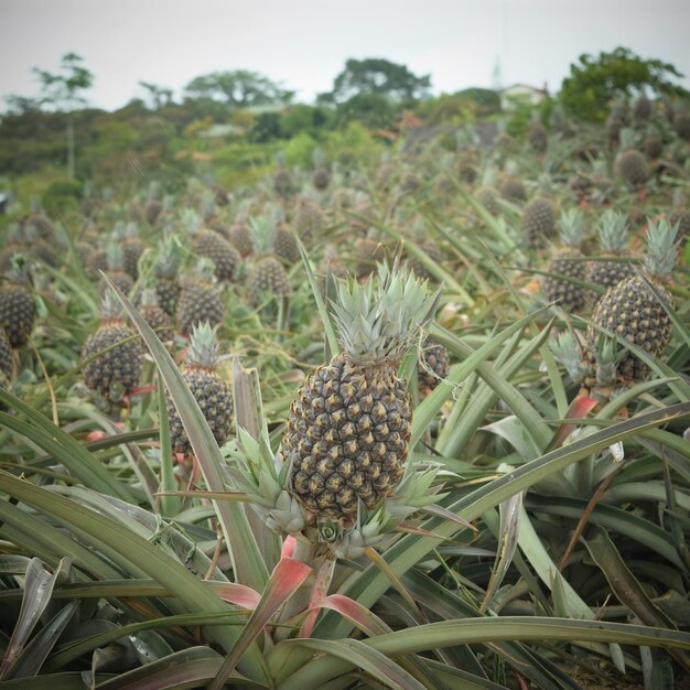 Foto primer plano de las plantas que crecen en el campo